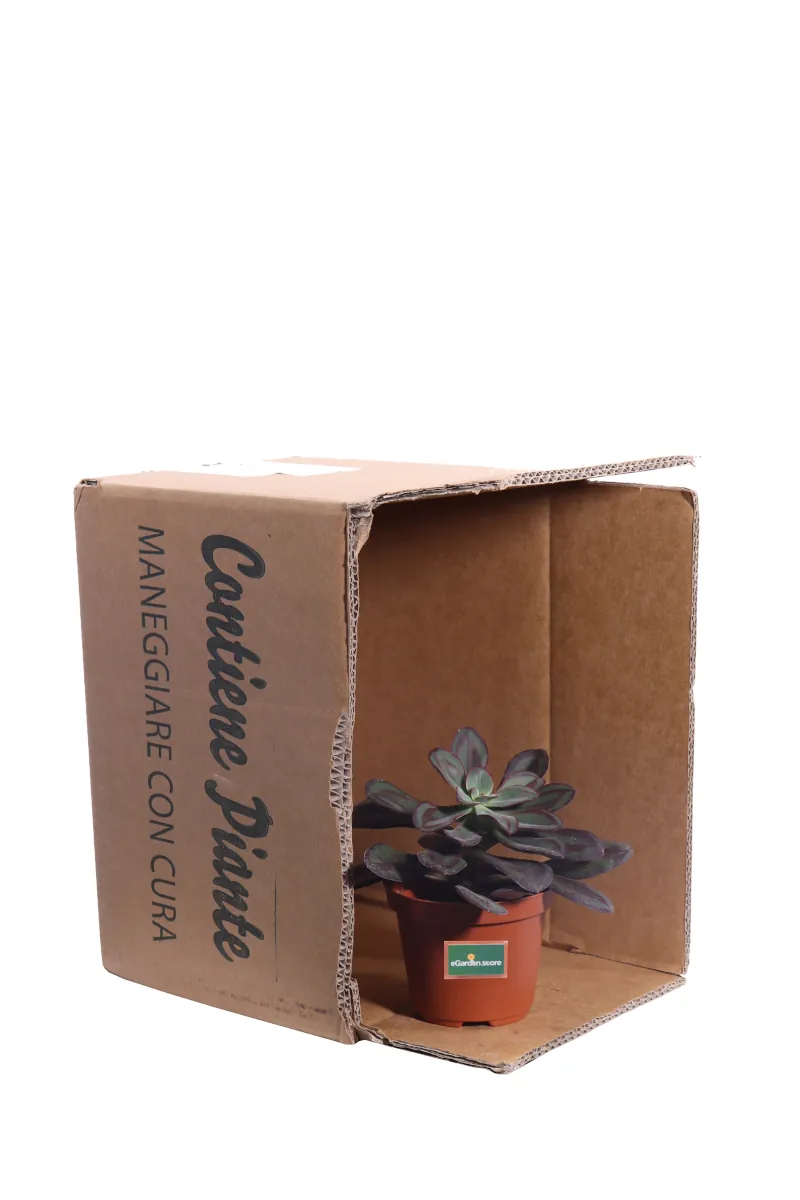 Echeveria Nodulosa v10 egarden.store online