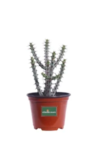 Euphorbia Aeruginosa v10 egarden.store online