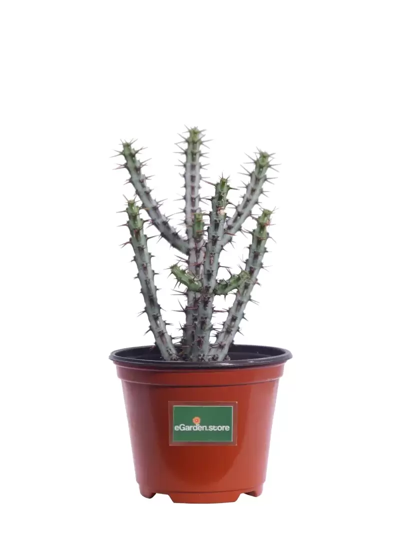 Euphorbia Aeruginosa v10 egarden.store online