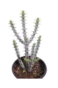 Euphorbia Aeruginosa