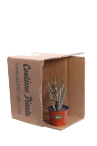 Euphorbia Aeruginosa v10 egarden.store online