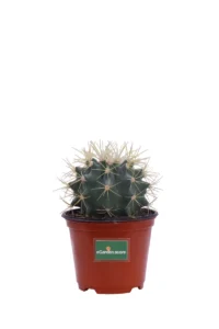 Ferocactus v10 egarden.store online