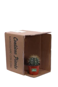 Ferocactus