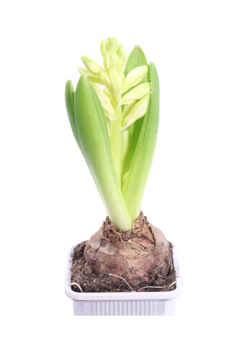 Giacinto - Hyacinthus Bianco v9 egarden.store online