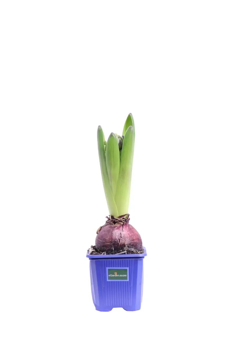 Giacinto - Hyacinthus Blu v9 egarden.store online