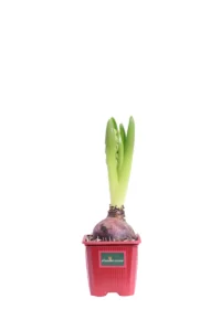 Giacinto - Hyacinthus Rosso v9 egarden.store online