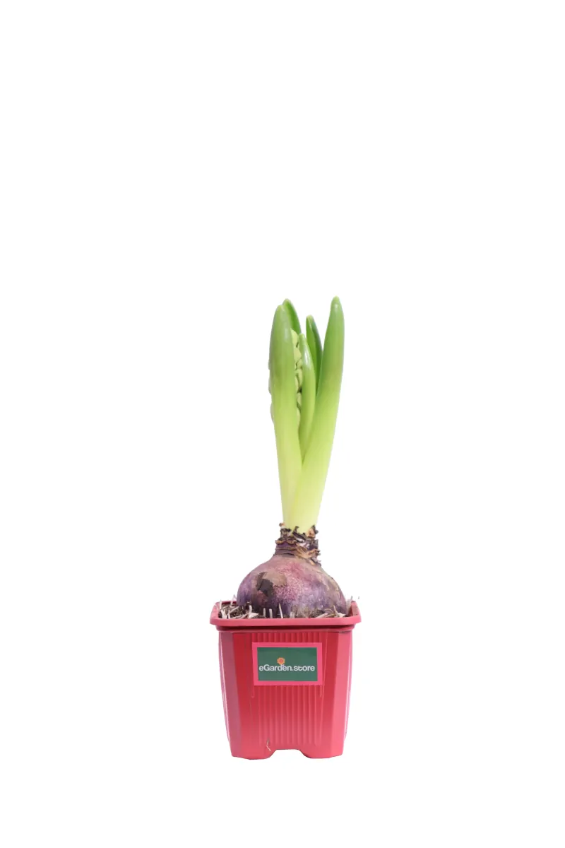 Giacinto - Hyacinthus Rosso v9 egarden.store online