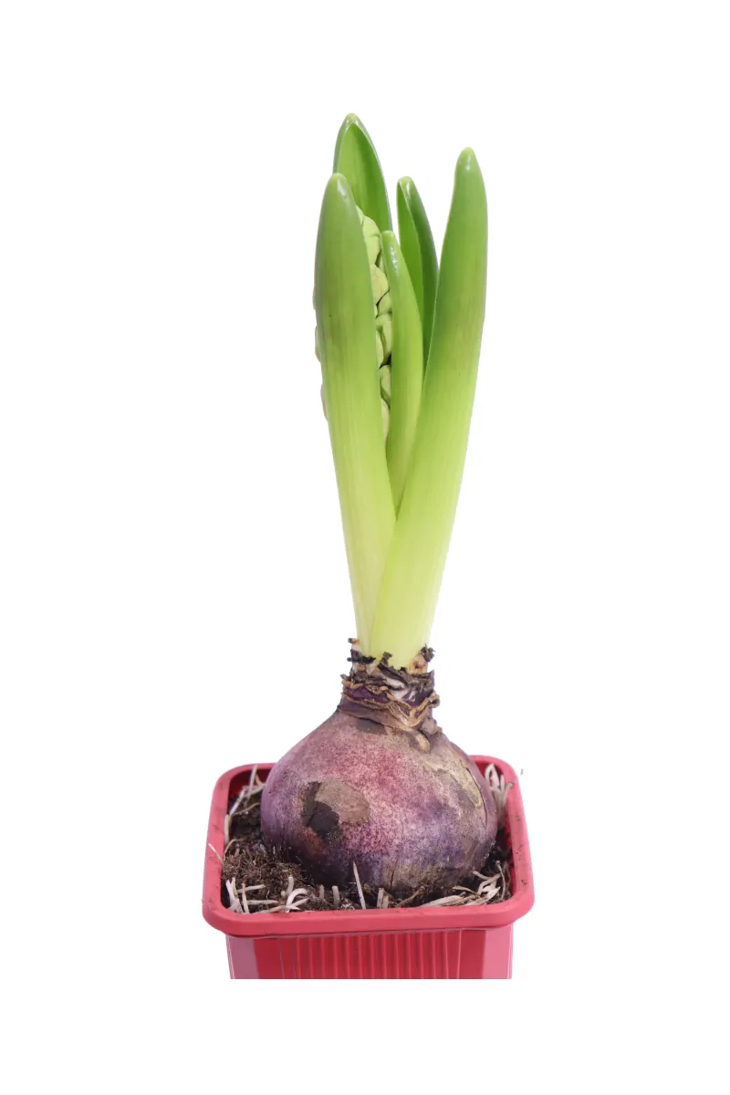 Giacinto - Hyacinthus Rosso v9 egarden.store online