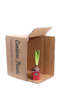 Giacinto - Hyacinthus Rosso v9 egarden.store online