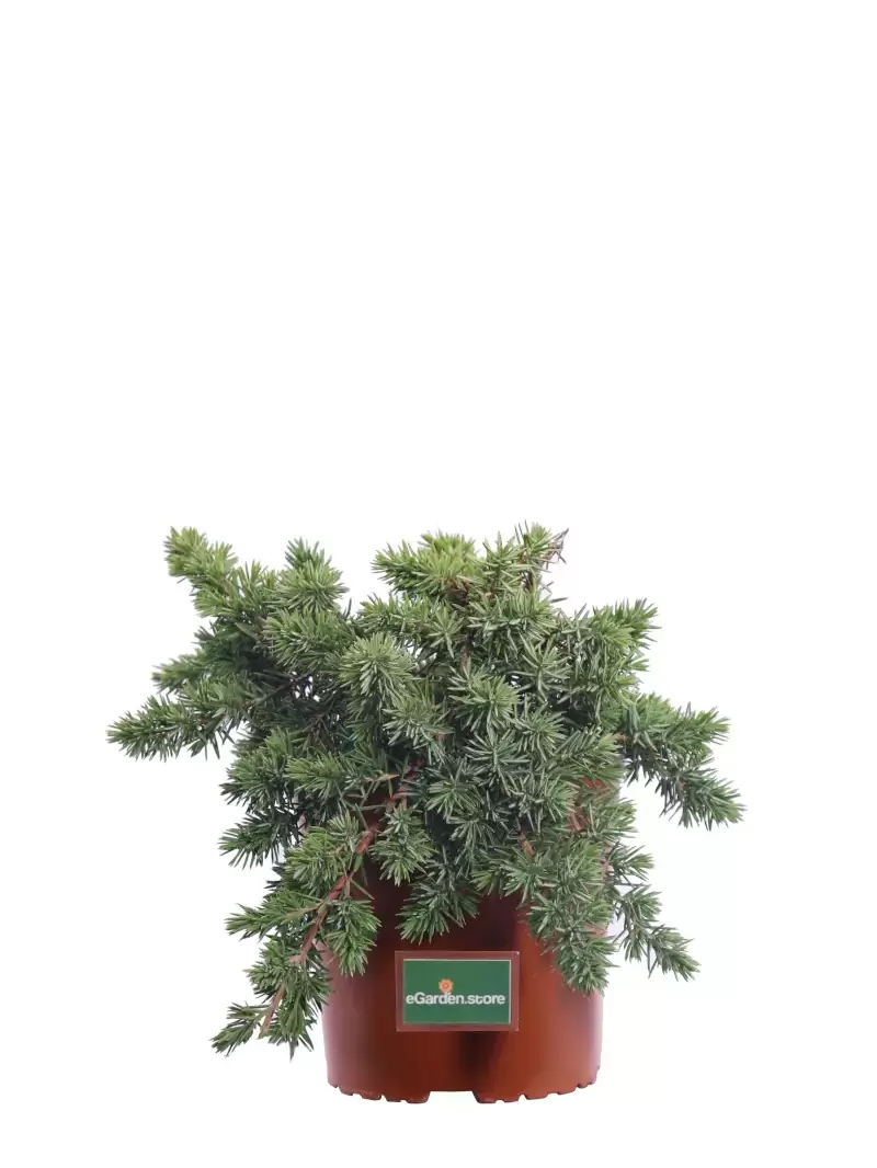 Ginepro Strisciante - Juniperus Horizontalis v17 egarden.store online