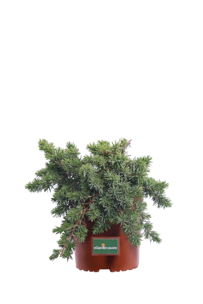 Ginepro Strisciante - Juniperus Horizontalis - Vivaio eGarden