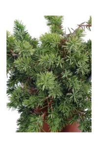 Ginepro Strisciante - Juniperus Horizontalis v17 egarden.store online