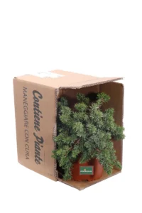 Ginepro Strisciante - Juniperus Horizontalis v17 egarden.store online
