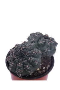 Gymnocalycium v10 egarden.store online