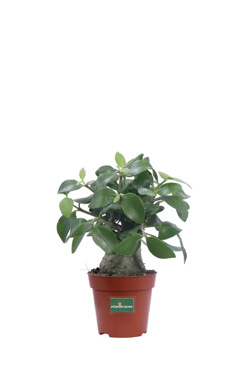 Hydnophytum Papuanum v12 egarden.store online
