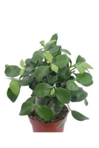 Hydnophytum Papuanum v12 egarden.store online