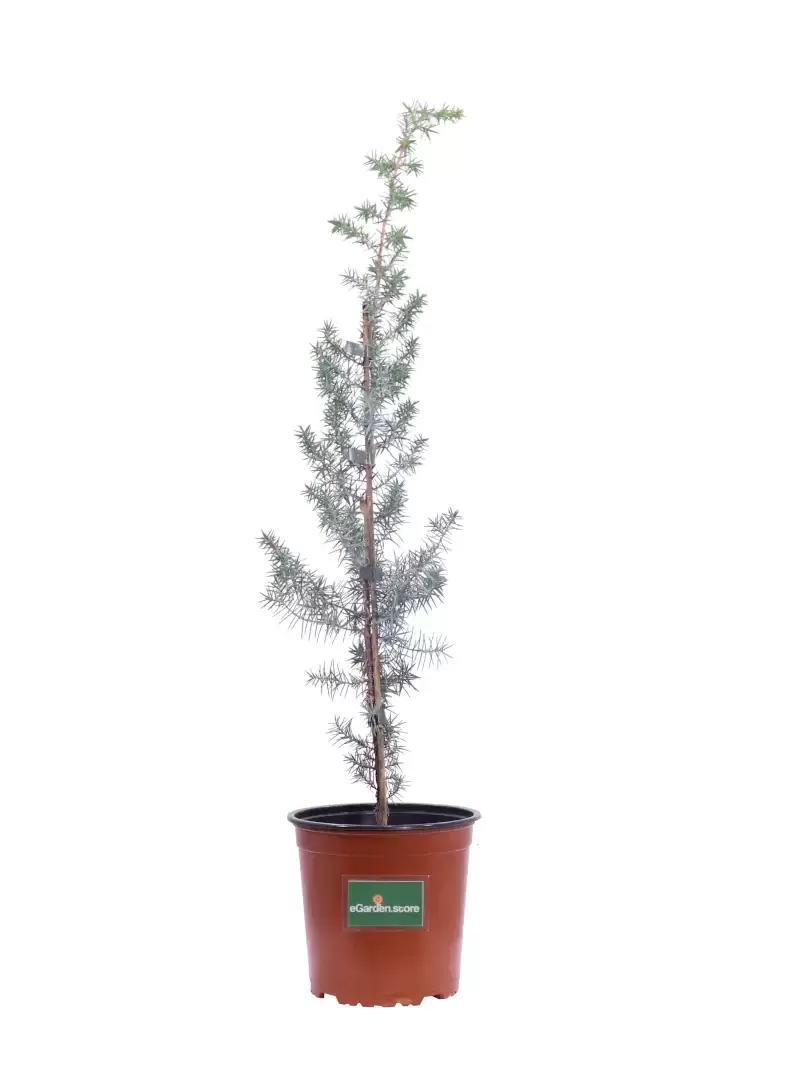 Juniperus Oxycedrus v17 egarden.store online