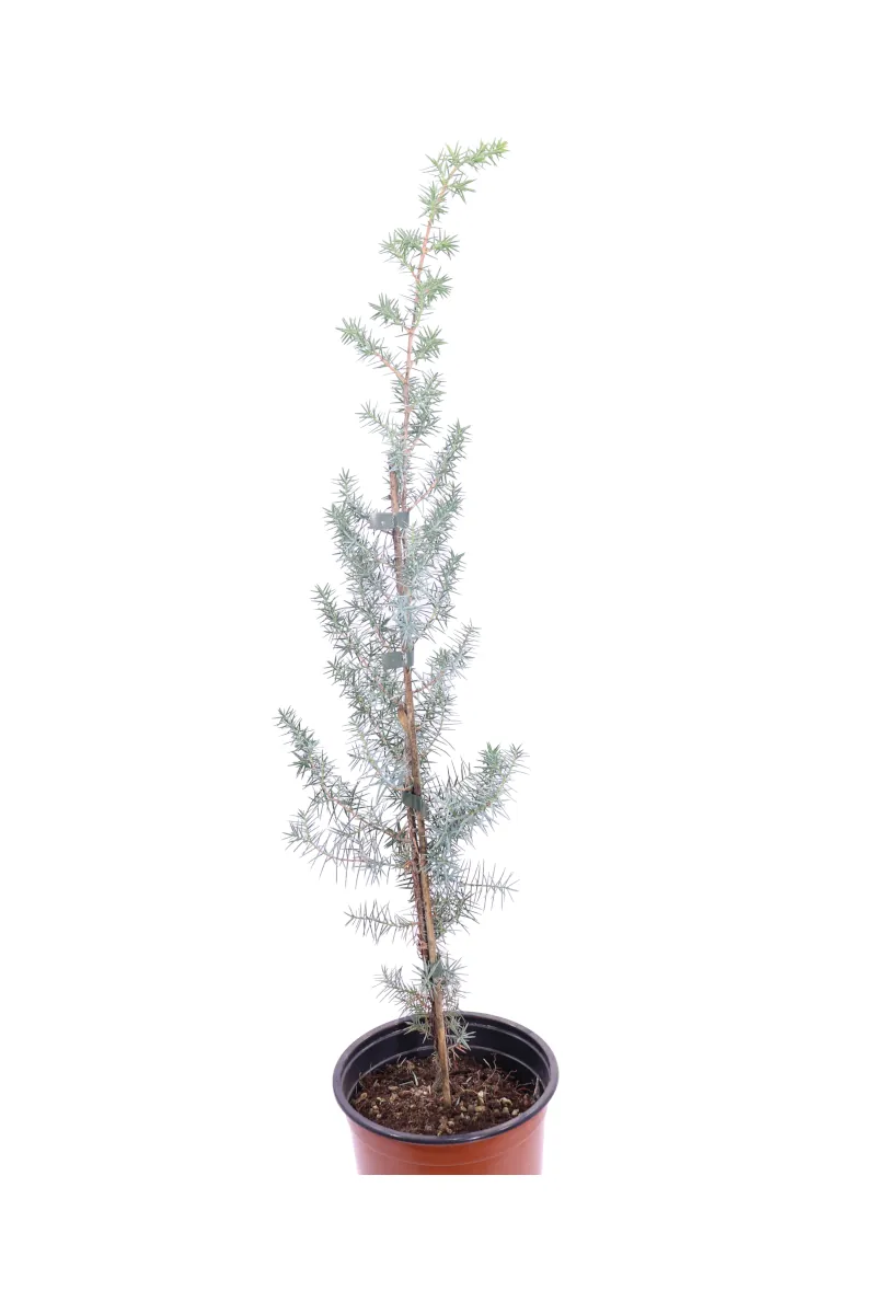 Juniperus Oxycedrus v17 egarden.store online