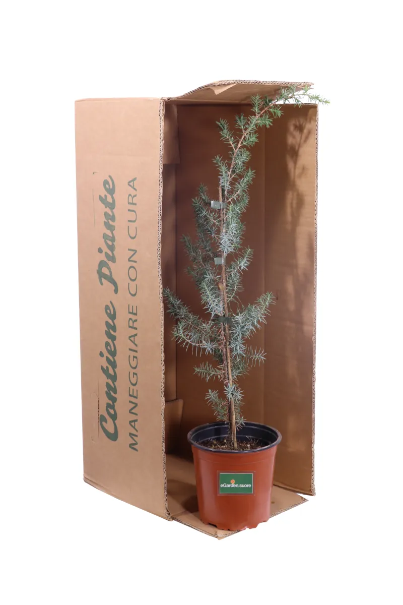 Ginepro Rosso - Juniperus Oxycedrus