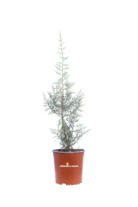 Juniperus Phoenicea v17 egarden.store online