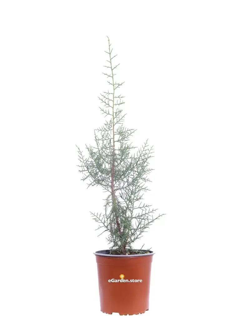 Juniperus Phoenicea v17 egarden.store online