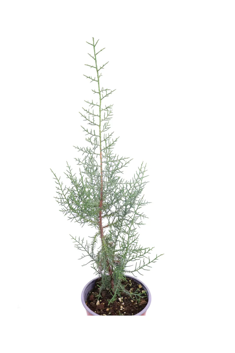 Juniperus Phoenicea v17 egarden.store online
