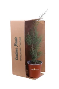 Juniperus Phoenicea v17 egarden.store online