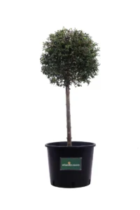 Ligustro - Ligustrum Jonandrum 1 Sfera v30 egarden.store online