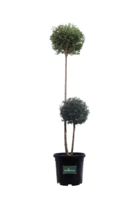 Ligustro - Ligustrum Jonandrum 2 Sfere v35 egarden.store online