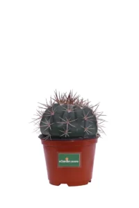 Melocactus v10 egarden.store online