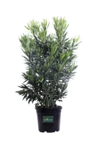 Oleandro - Nerium Oleander Angiolo Pucci v40 egarden.store online