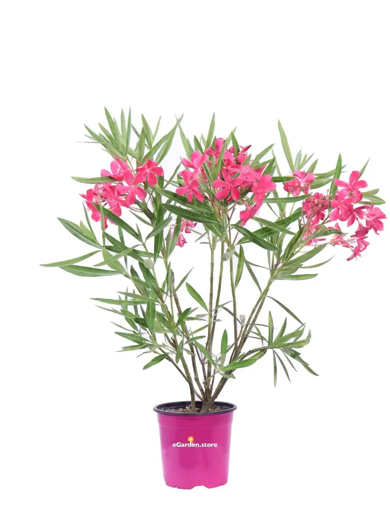 Oleandro - Nerium Oleander Magaly v17 egarden.store online