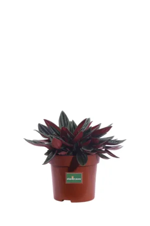 Peperomia Caperata Rosso v10 egarden.store online