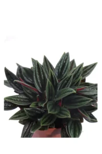 Peperomia Caperata Rosso v10 egarden.store online