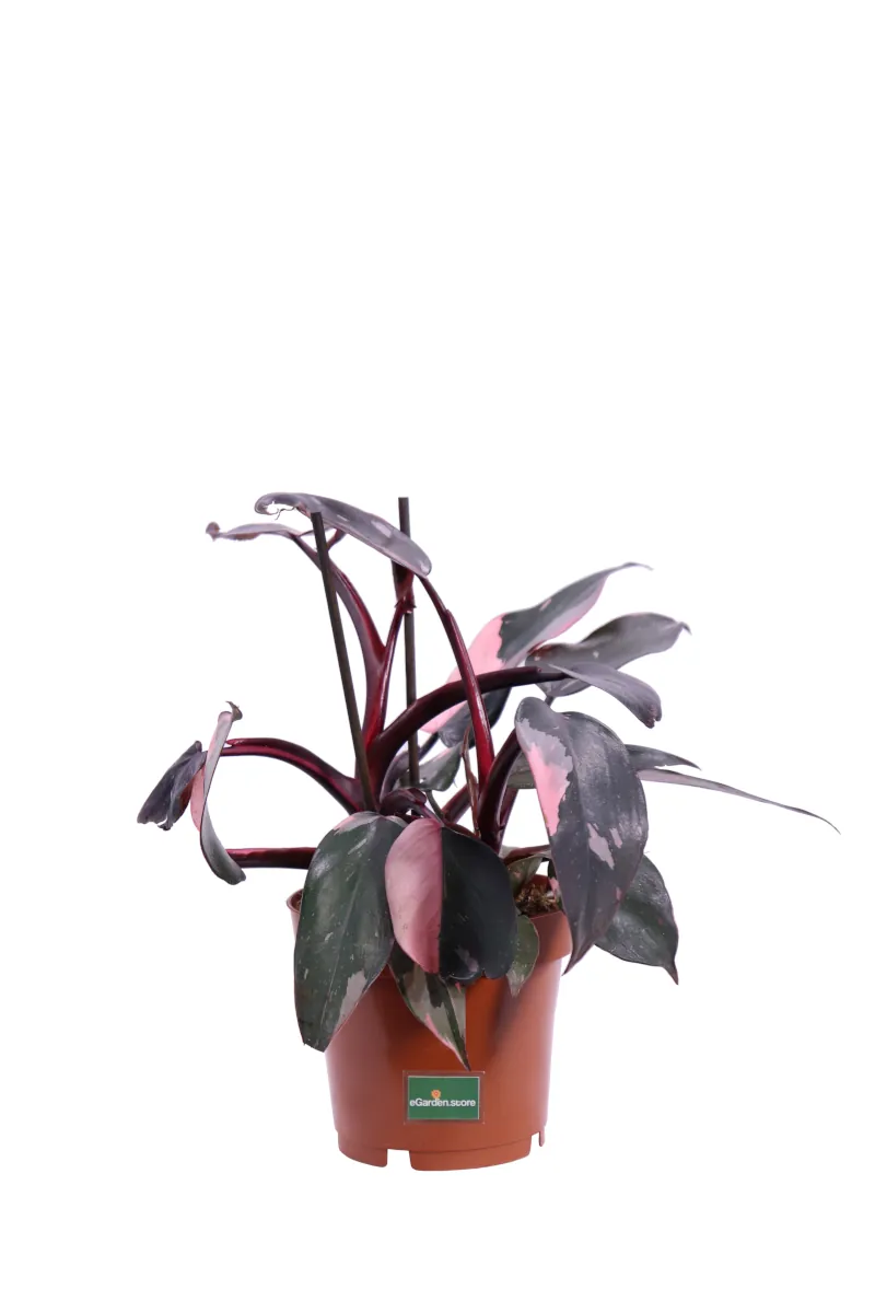 Philodendron Pink Princess v12 egarden.store online
