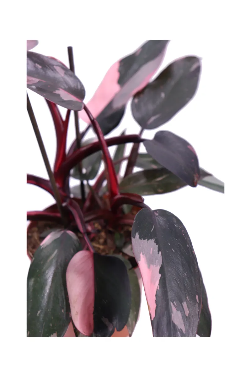 Philodendron Pink Princess v12 egarden.store online
