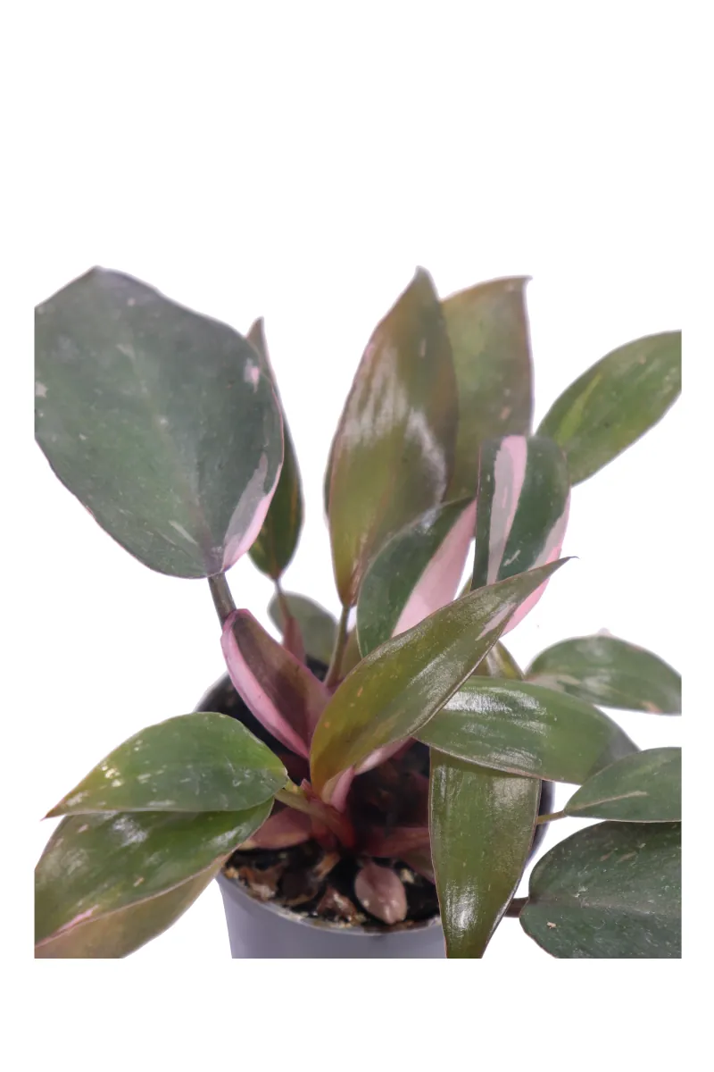 Philodendron Pink Princess v6 egarden.store online