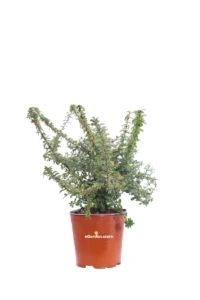 Pyracantha Coccinea Soleil D'Or v17 egarden.store online