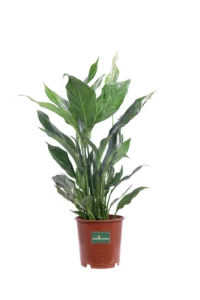 Spatifillo Variegato - Spathiphyllum Diamond v14 egarden.store online