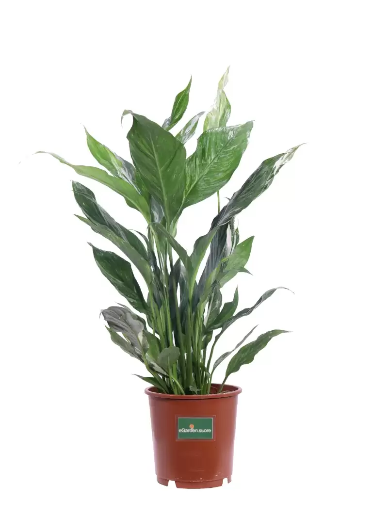 Spatifillo Variegato - Spathiphyllum Diamond v14 egarden.store online
