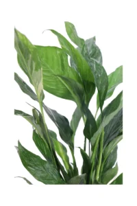 Spatifillo Variegato - Spathiphyllum Diamond v14 egarden.store online