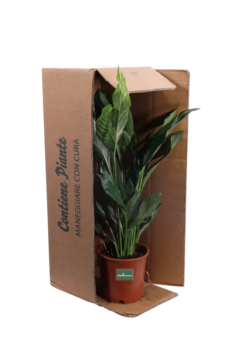 Spatifillo Variegato - Spathiphyllum Diamond v14 egarden.store online
