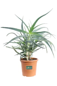 Aloe arborescens v24 egarden.store online