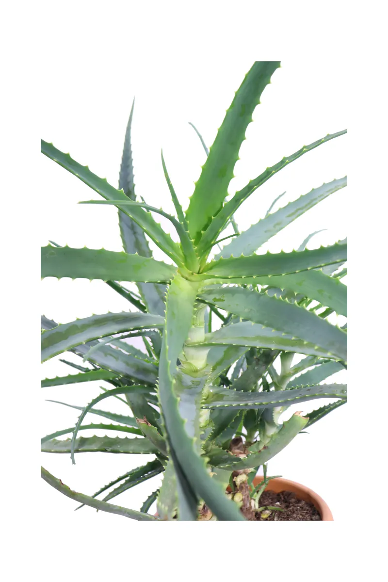 Aloe arborescens v24 egarden.store online