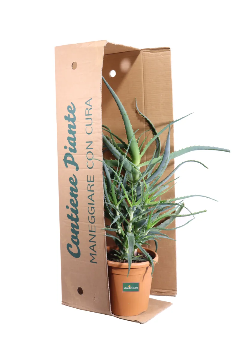 Aloe arborescens v24 egarden.store online