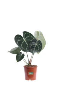 Anthurium Clarinervium v12 egarden.store online