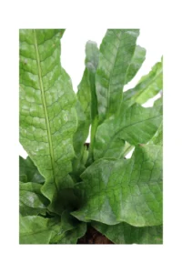 Asplenium Crocodylus v17 egarden.store online