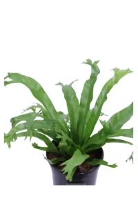 Asplenium Nidus Crissie v17 egarden.store 2 Asplenium Nidus Crissie v17 egarden.store online