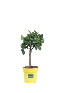 Bonsai Kumquat - Fortunella Margarita v12 egarden.store online