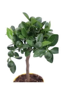 Bonsai Kumquat - Fortunella Margarita v12 egarden.store online